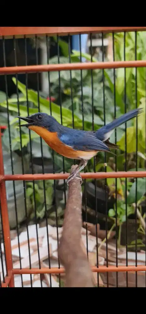 Sulingan gunung merapi jantan jinak gacor