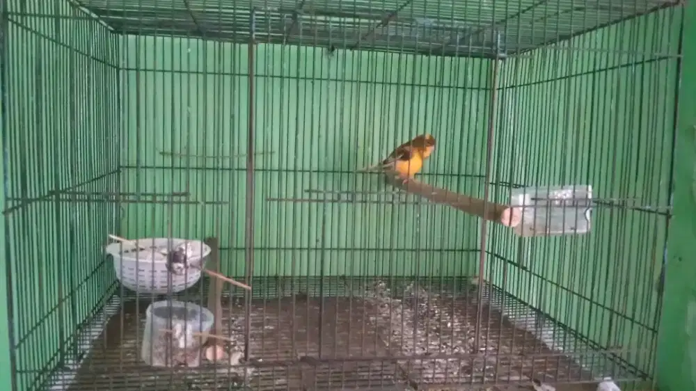 Betina kenari siap cus