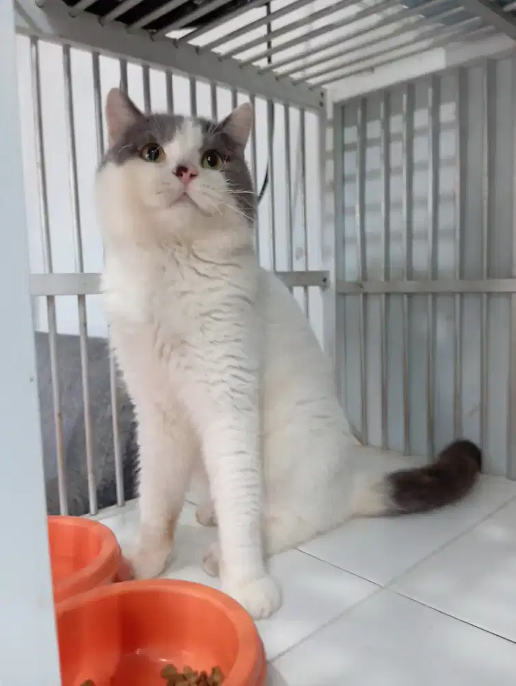 BRITISH SHORTHAIR/BSH BICOLOUR