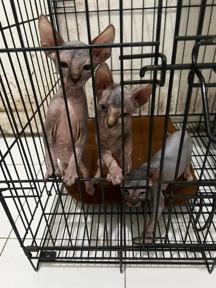Kucing sphynx 3 bulan