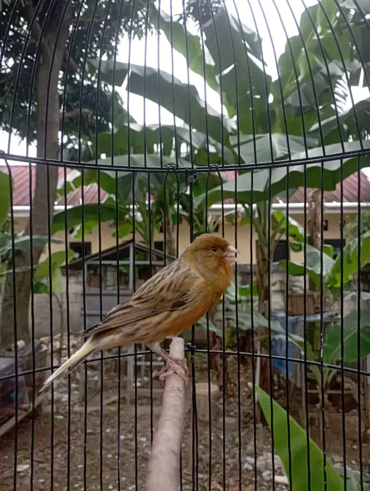 Kenari AF Gacor ada isian Ciblek