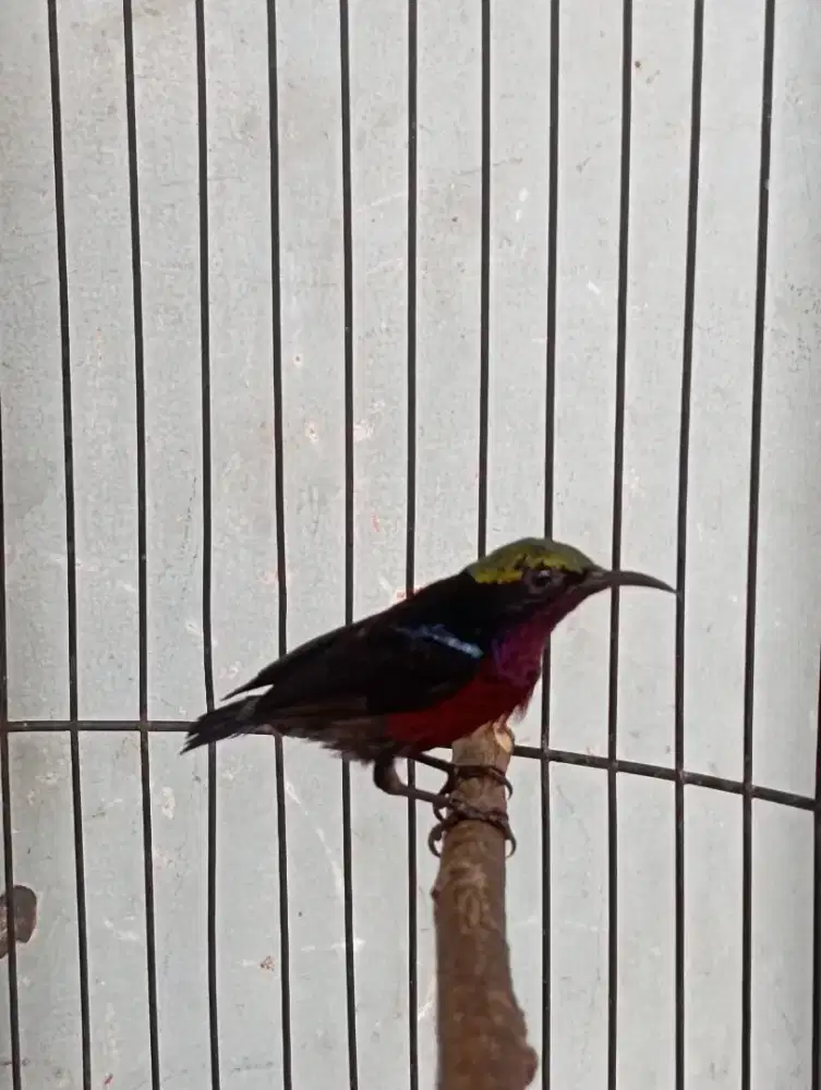 Burung ko nin rajin bunyi masteran murai