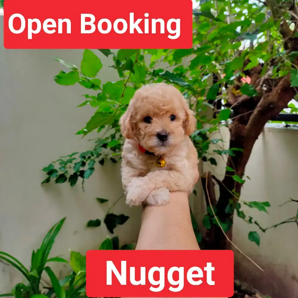 Female Dark Apricot/Fawn Toy Poodle