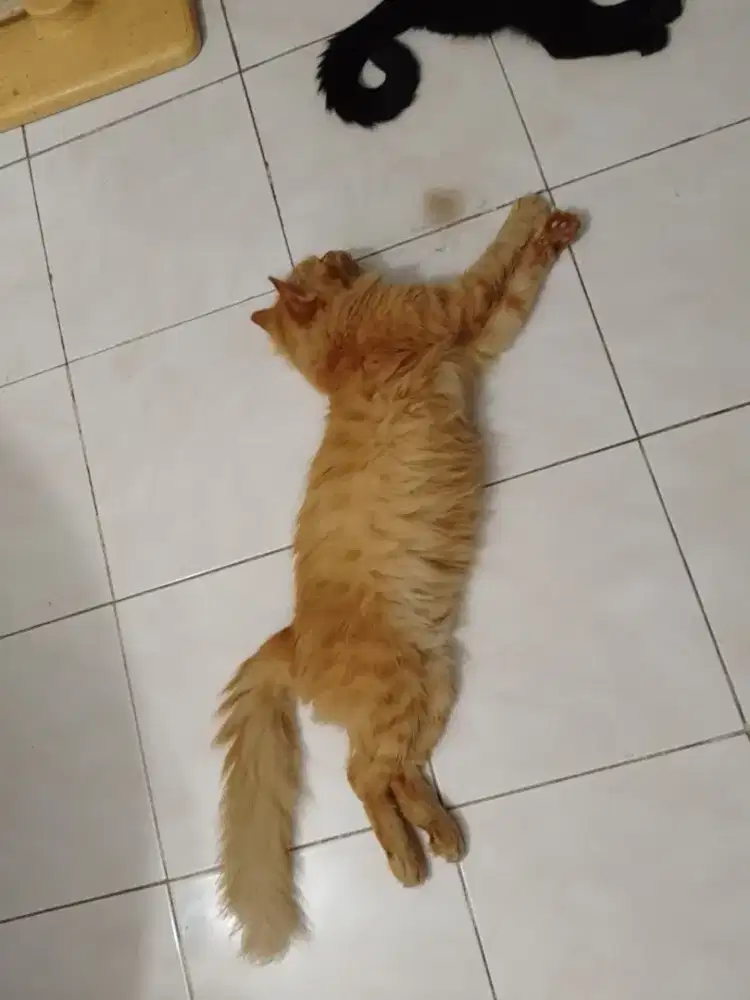 Kucing Jantan Persia Oranye 2.8tahun