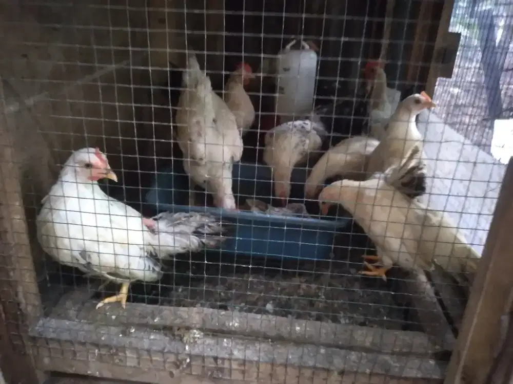 11 Ekor Ayam Kate Blacktail Crossing remaja + BONUS 2 ayam kampung