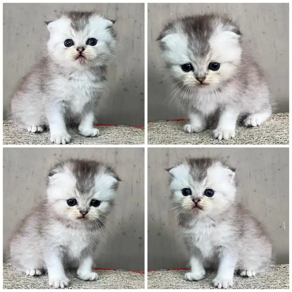 Kucing scottish fold line import