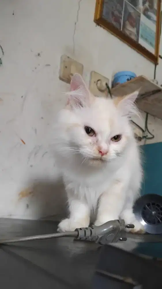 Jual Kucing anggora