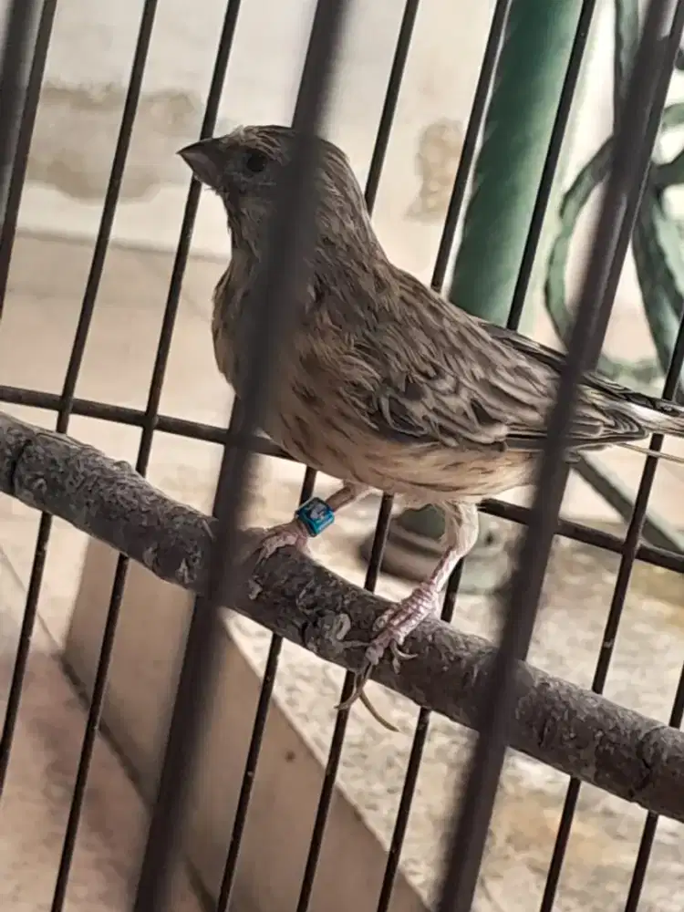 Dijual burung blacktroat jantan