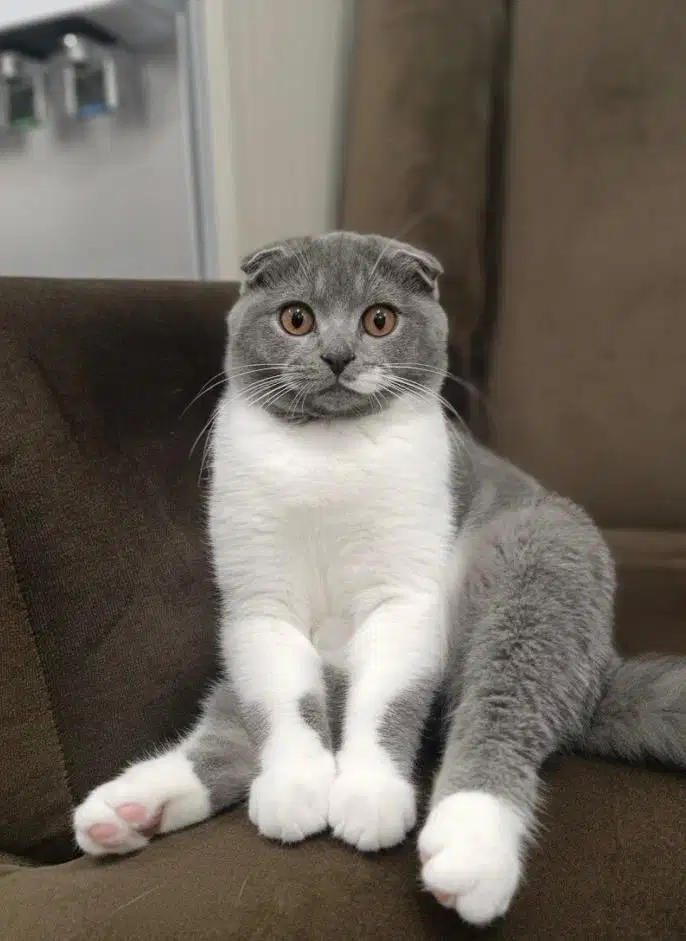 Kucing scottish fold betina 4 bulan