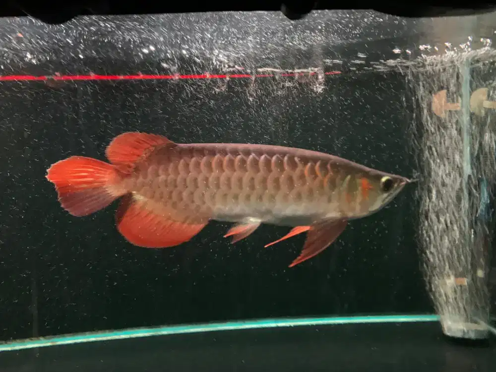 Di Jual Cepat Ikan ARWARNA SUPER RED & Aquarium full set