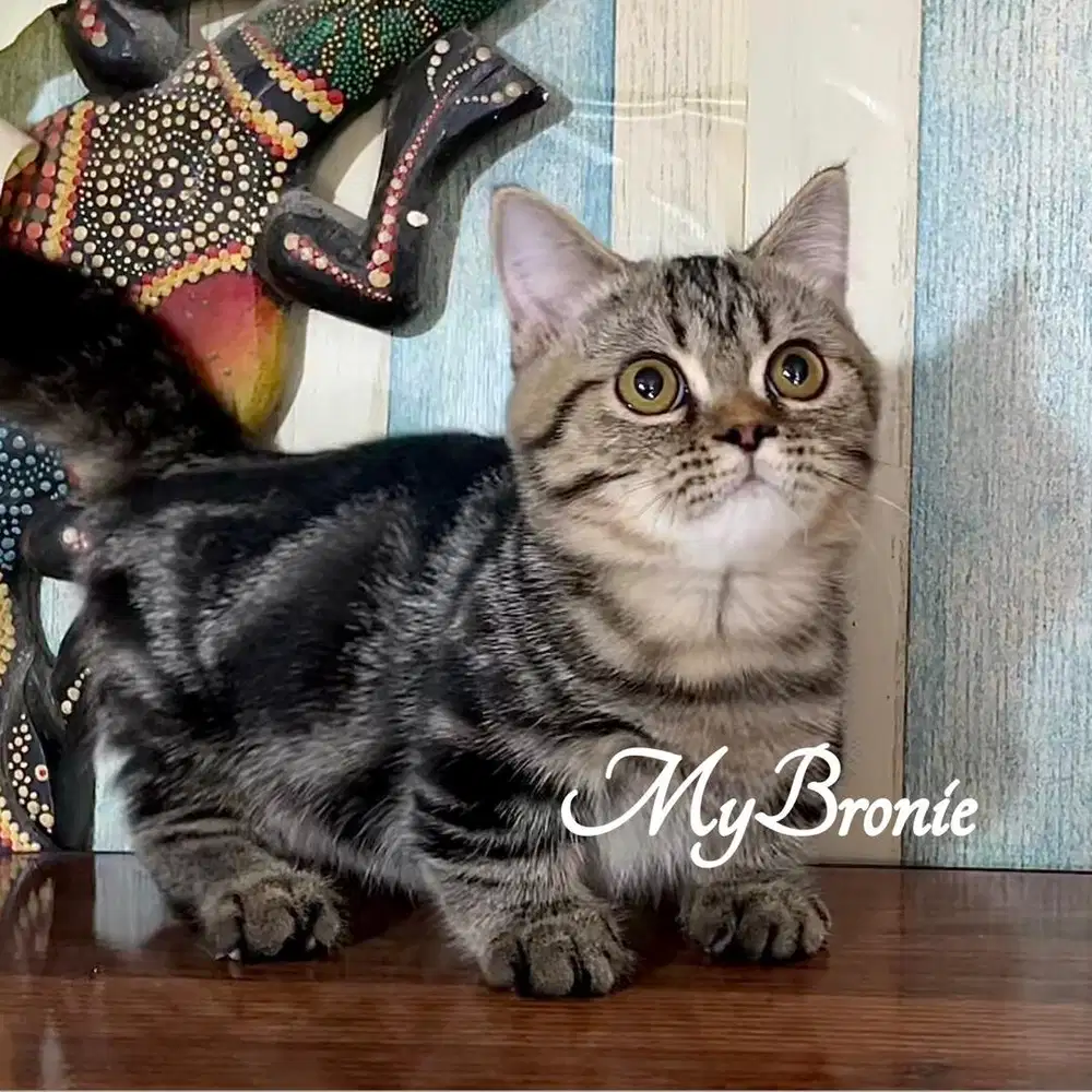 Kucing munchkin british shorthair jantan