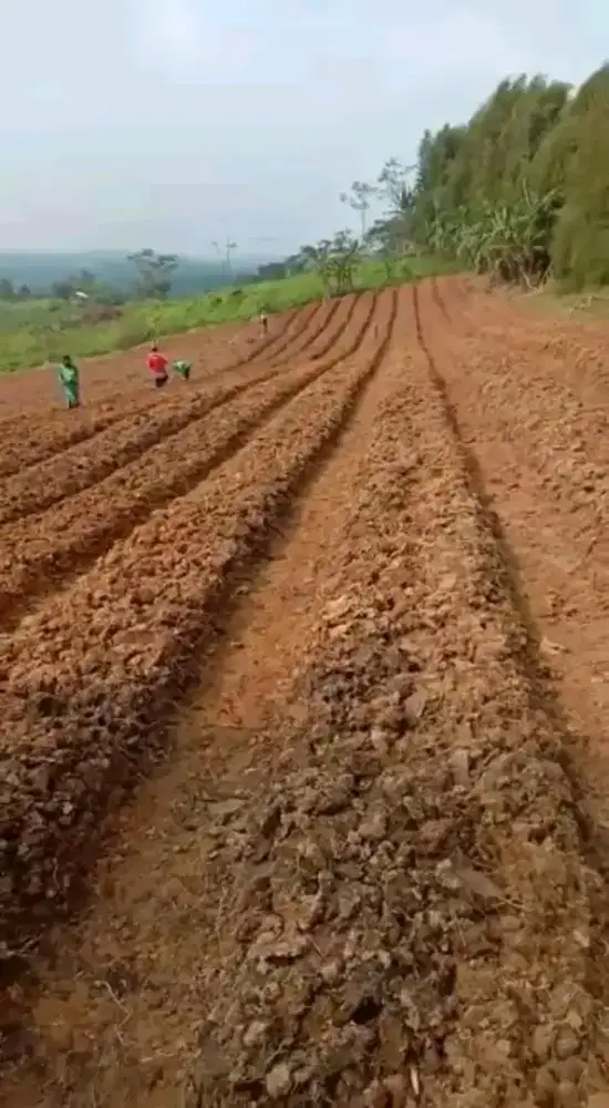 DISEWAKAN LAHAN MURAH UNTUK PERTANIAN TANPA PERANTARA!!!