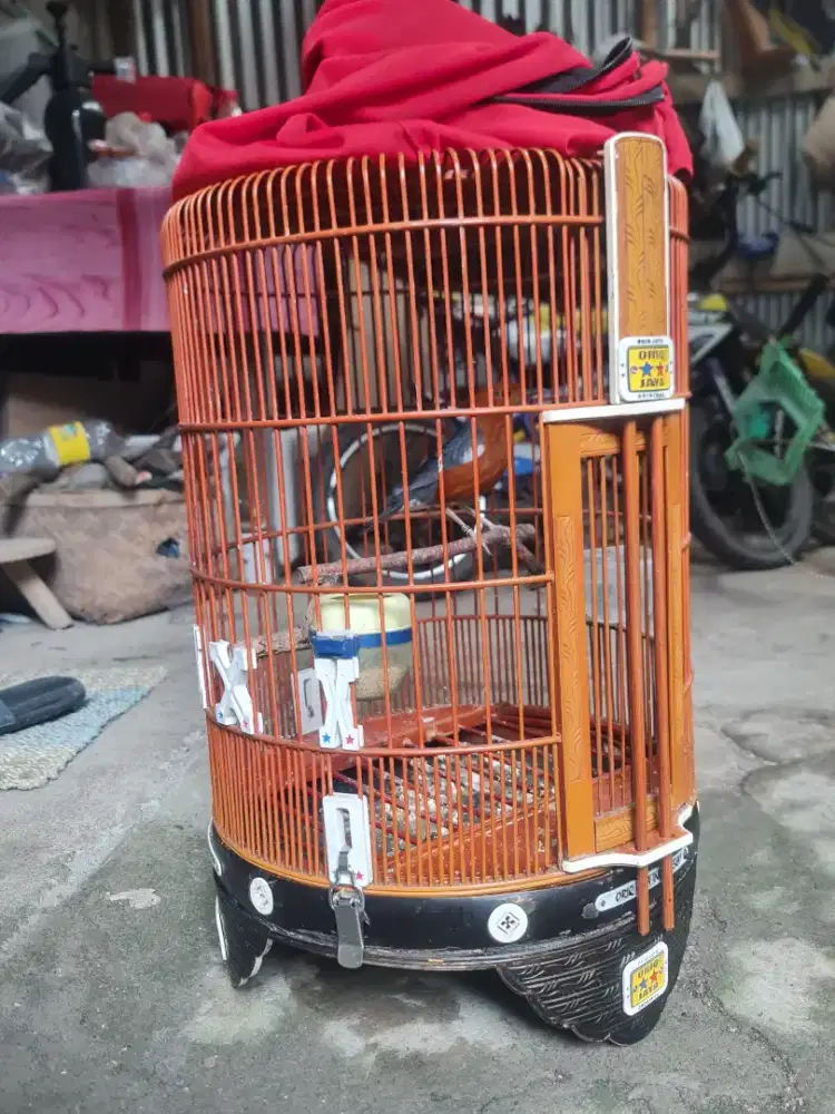 Anis merah jantan gacoor teler