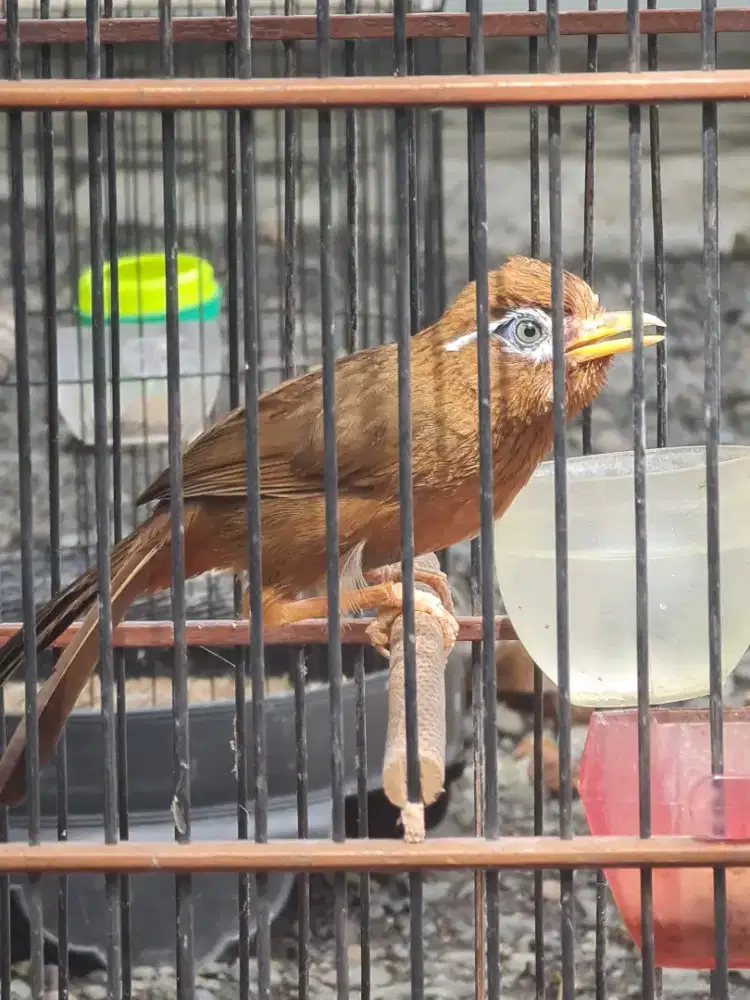 Wambie jantan gacor isian