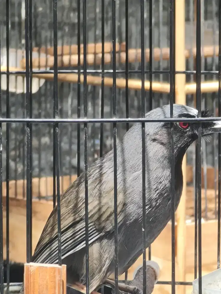 Poksai hongkong pipi hitam jantan gacoor