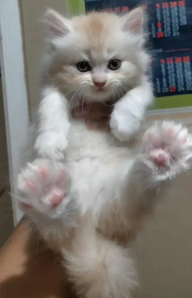 Kucing persia flatnose