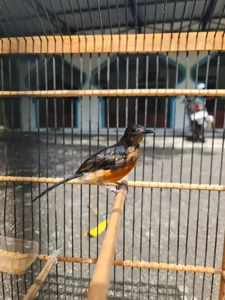 Murai trotol jantan prospek