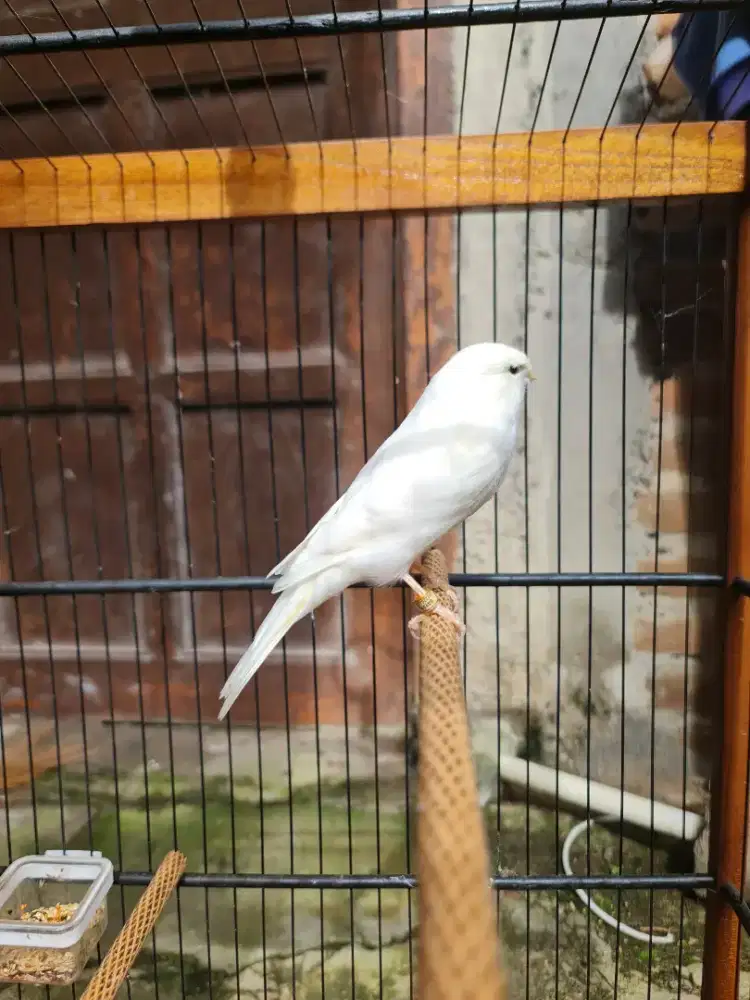 Kenari afs jantan putih polos