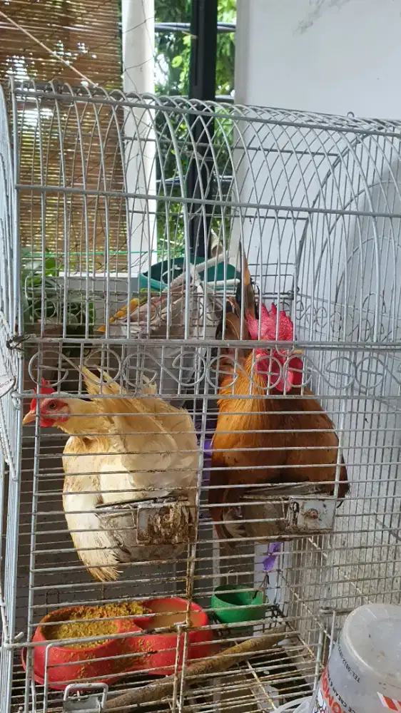 Dijual Ayam kate sepasang