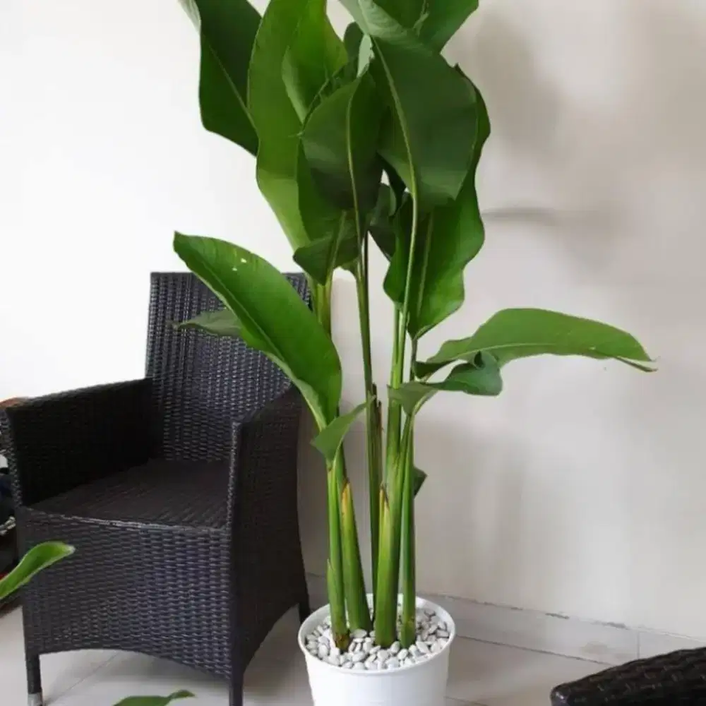 pohon pisangan caribay