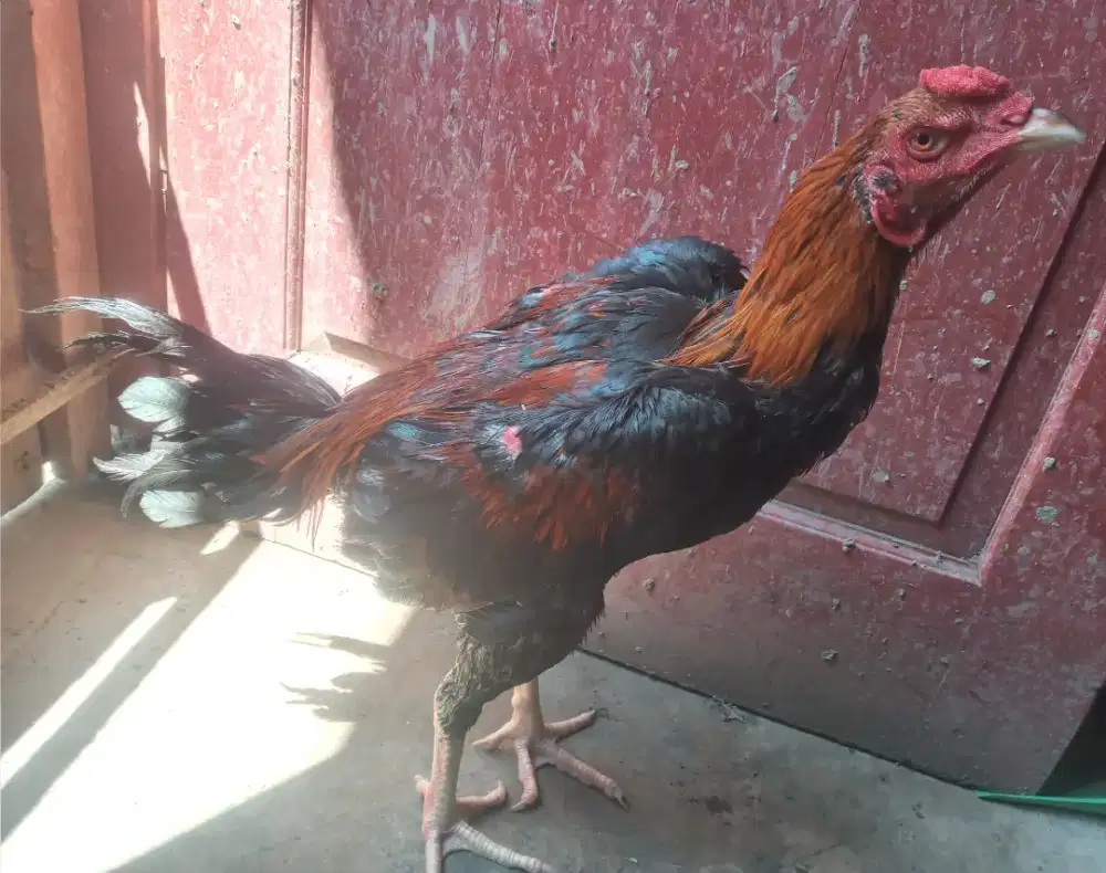 Jual ayam bngkok x pkhoy ukuran jumbo