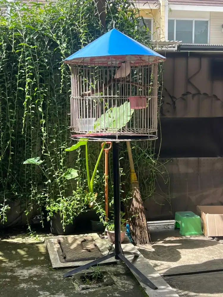 Jalak alis biru fullset kandang