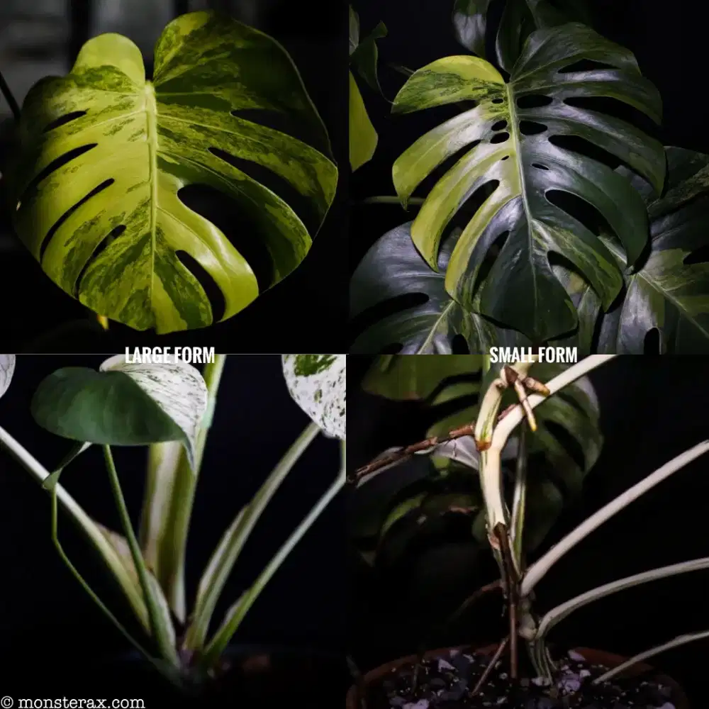 Monstera deliciosa borsigiana