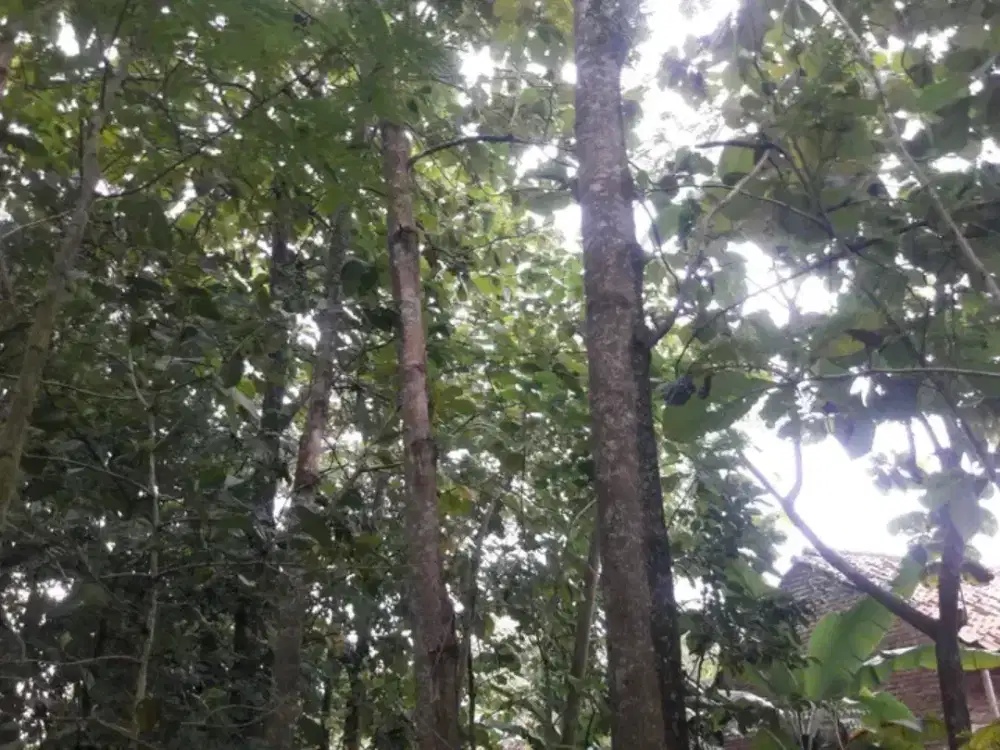 Pohon jati emas 50 pohon.. milik pribadi