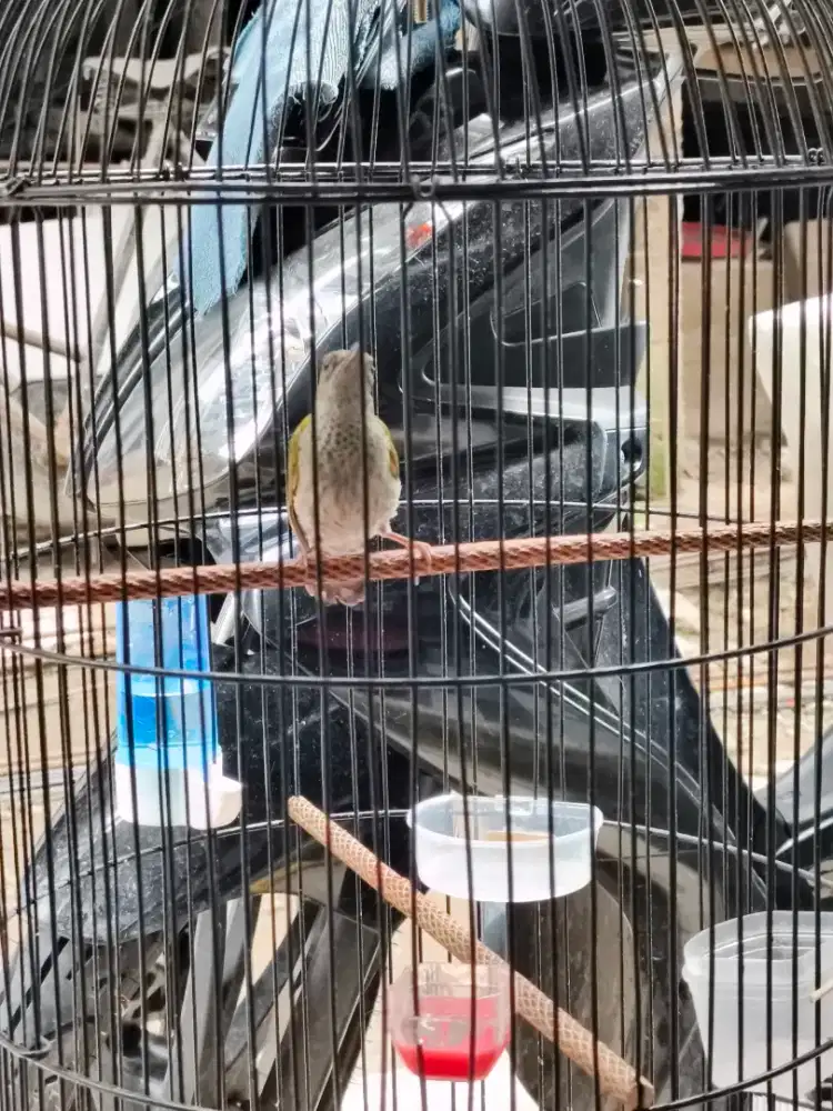 Burung masteran pijantung gunung