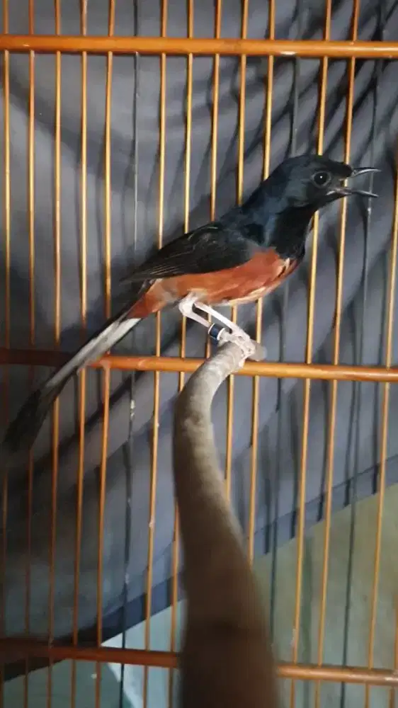 Muray jantan pastol medan,tompel putih didadanya