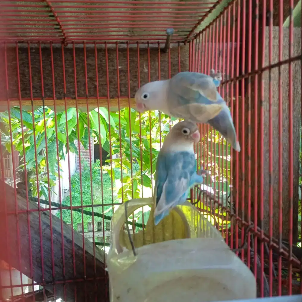 Sepasang + sangkar merek dragon