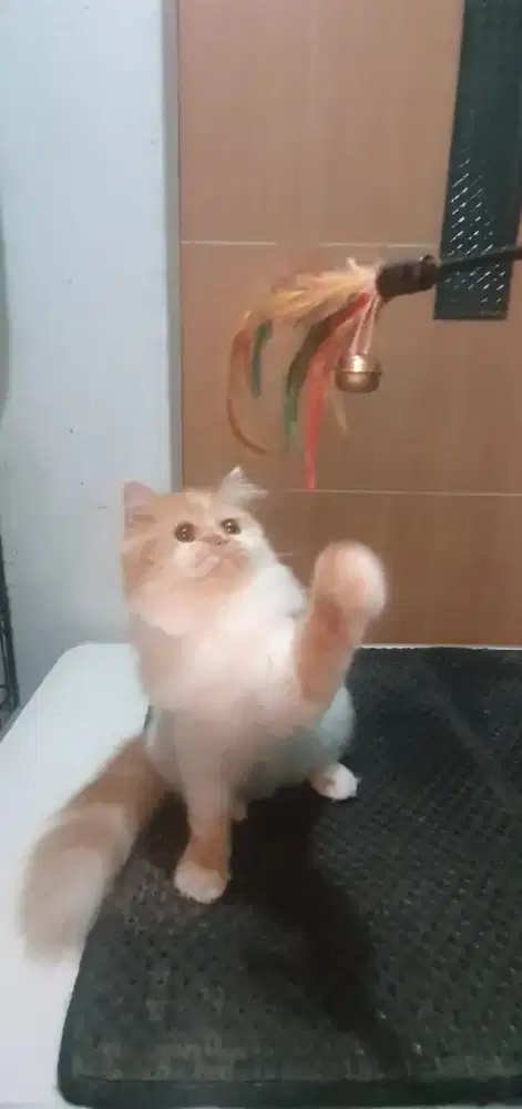 Kucing Betina Munchkin NS Persia usia 7 bulan