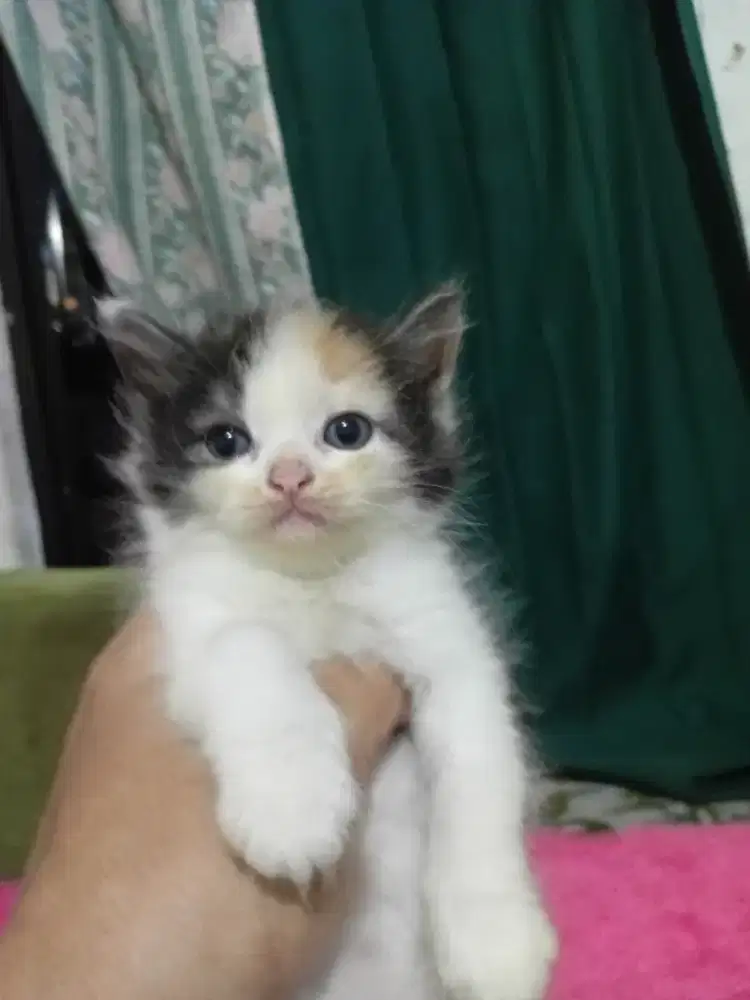 2 ekor Calico kitten Persia longhair betina sehat dan aktif