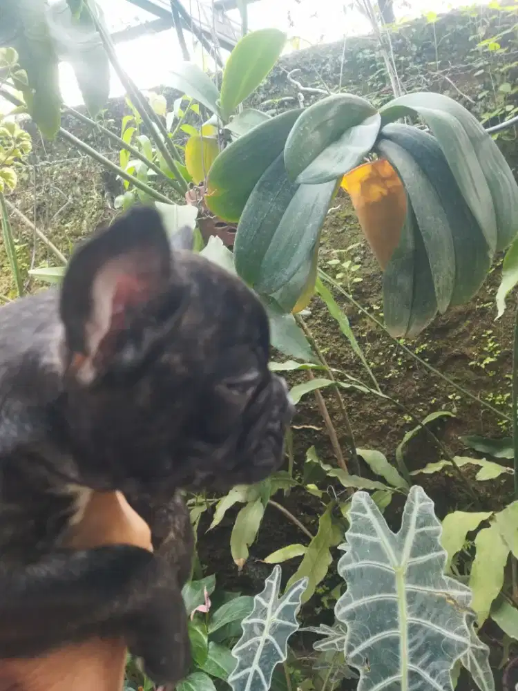Jual French Bulldog harga Promo