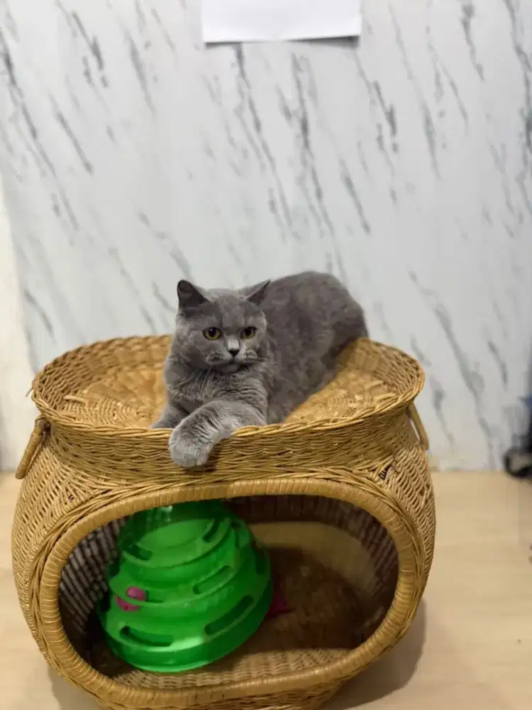 Kucing British shorthair