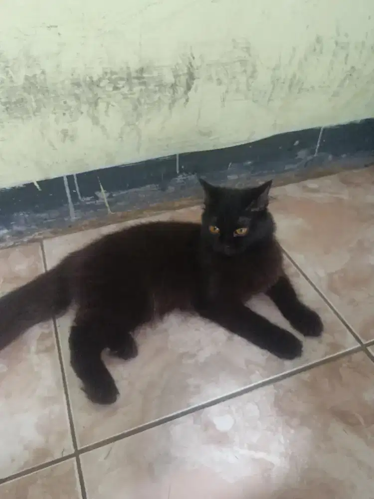 kucing persia kitten