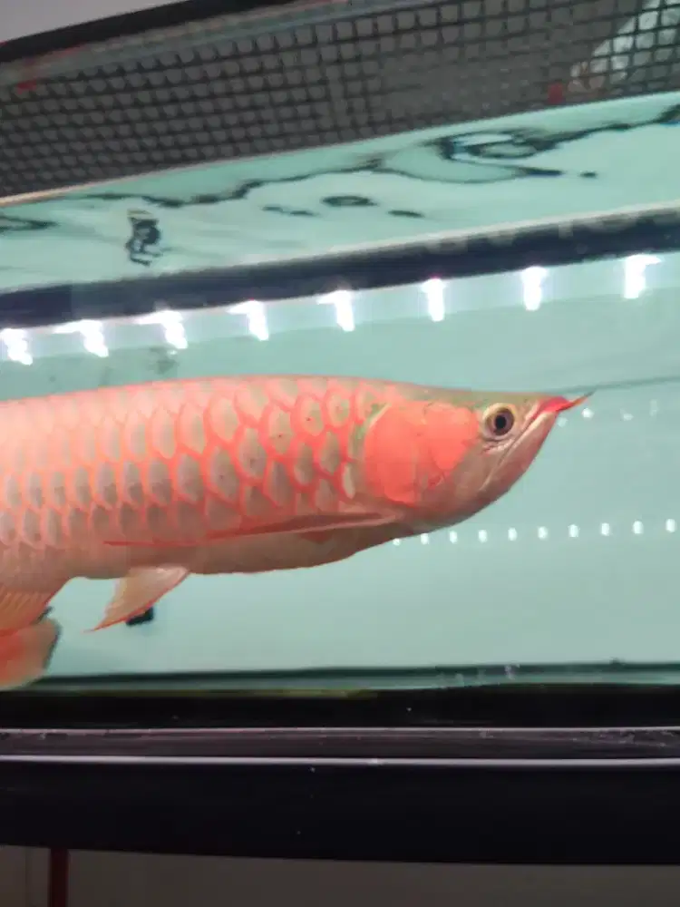 Ikan arwana super red
