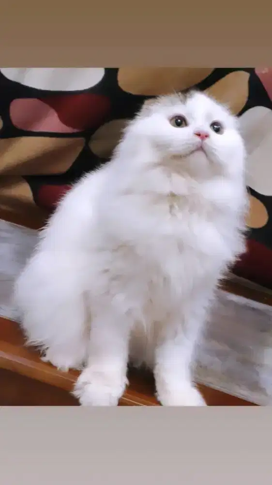 Kucing Scottish triple fold jantan
