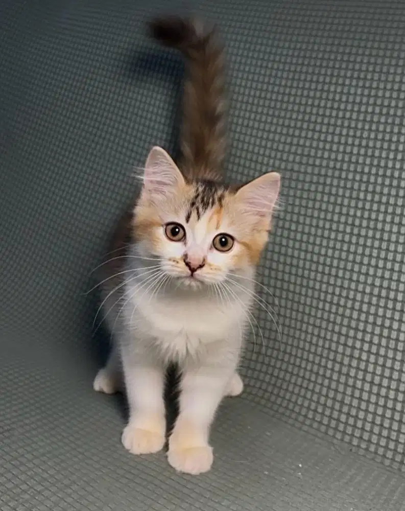 Persia Betina 3 bulan