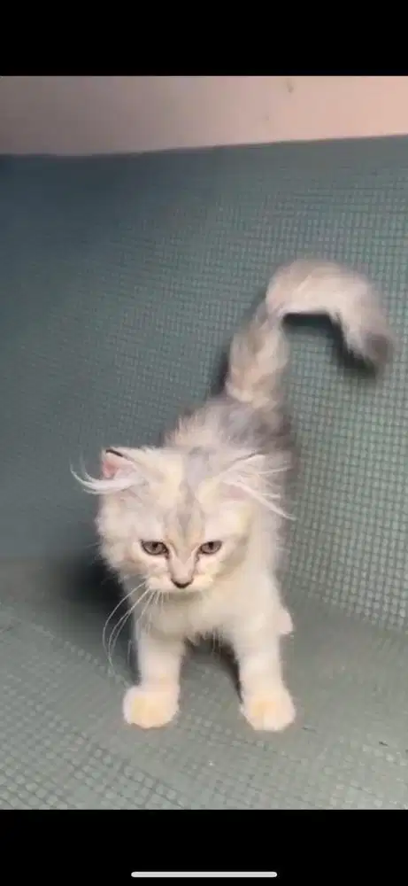 Persia Betina 3 Bulan