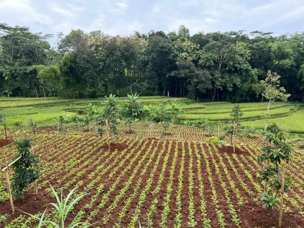 Tanah Subur Kebun Buah Utara Kantor Kecamatan Kerjo,  Karanganyar