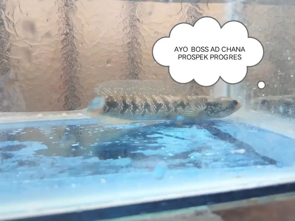 JuaL CepaT Chana Asiatica prospek progres