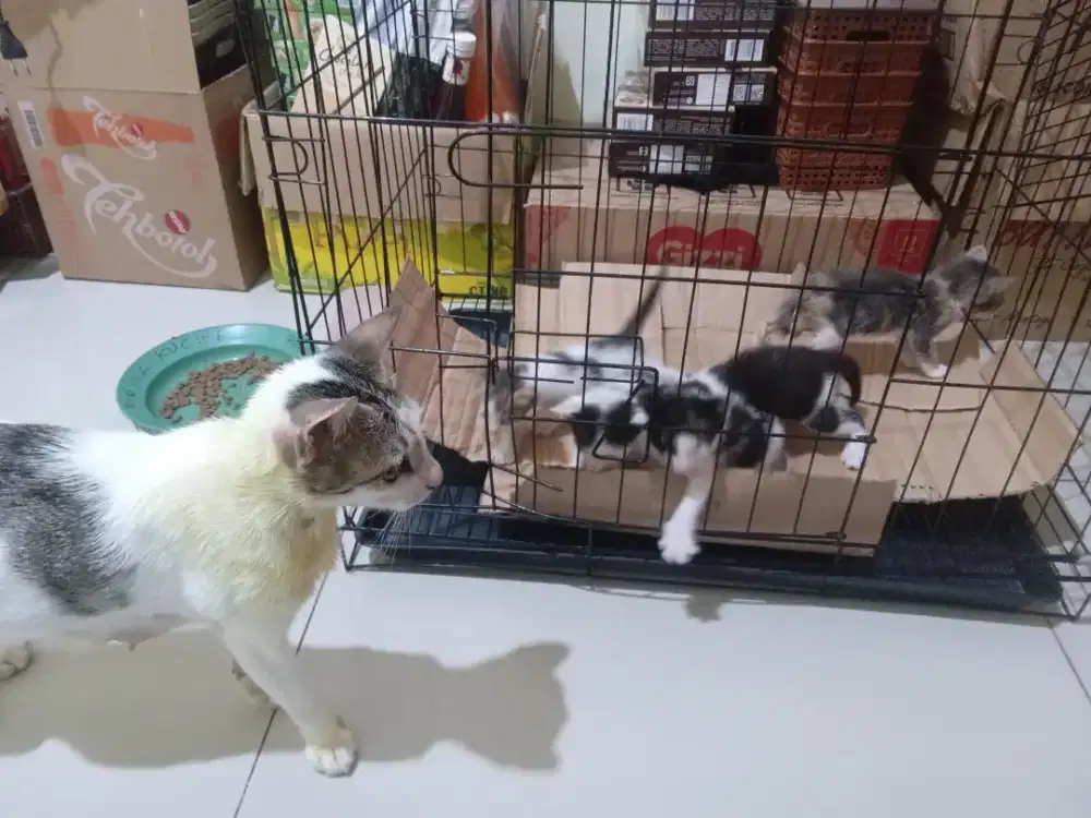 KITTEN MIXDOME.BETINA