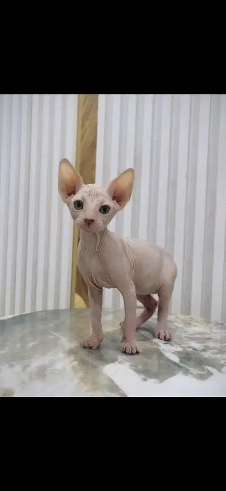 Kucing Sphynx jantan 2 bulan