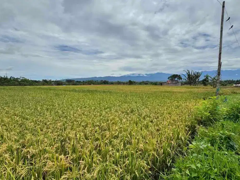 SAWAH BAGUS SUPER MURAH MALANG SUDAH SHM