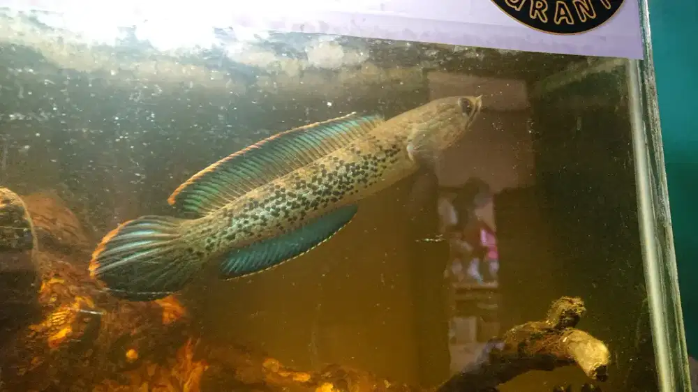 channa stewarti uk 15cm