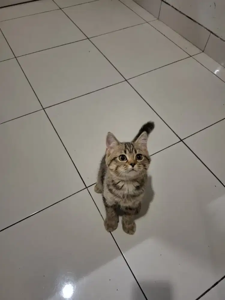 British Shorthair mix Scottish