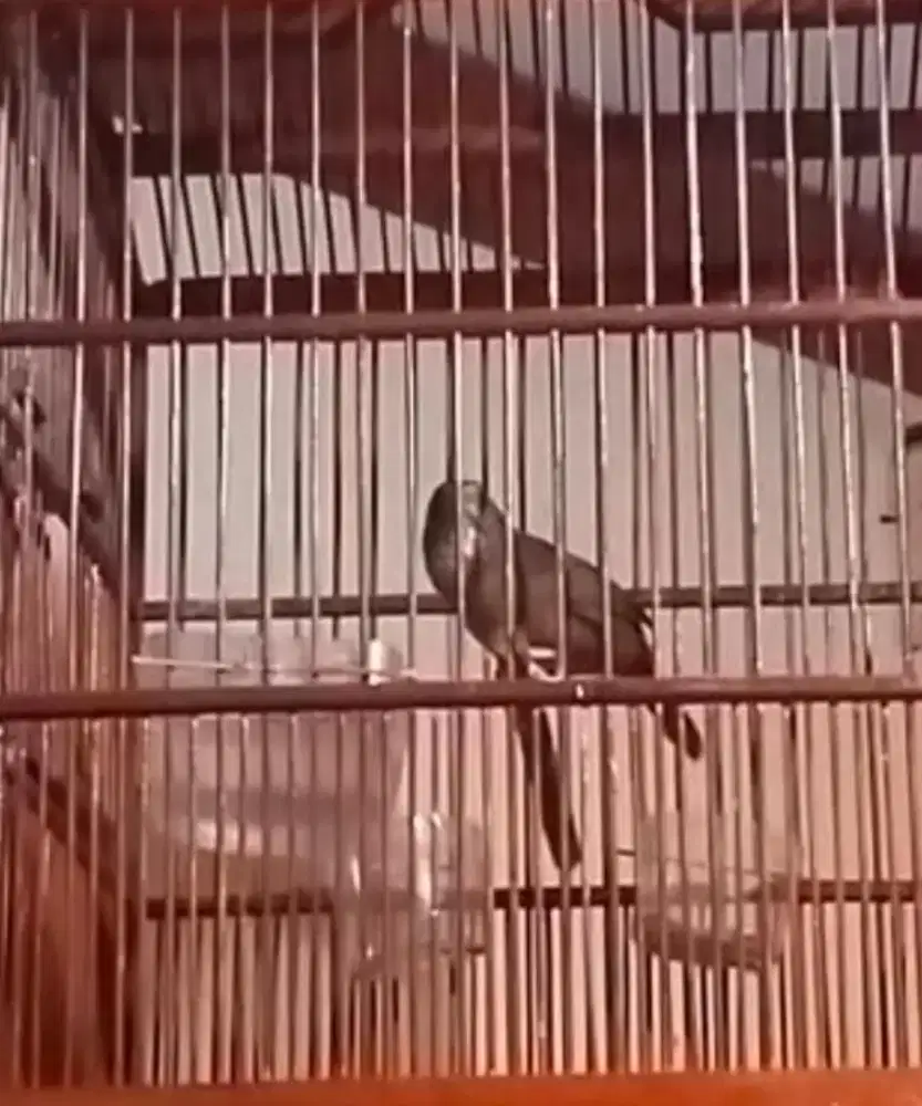 Burung wamin wambi mini