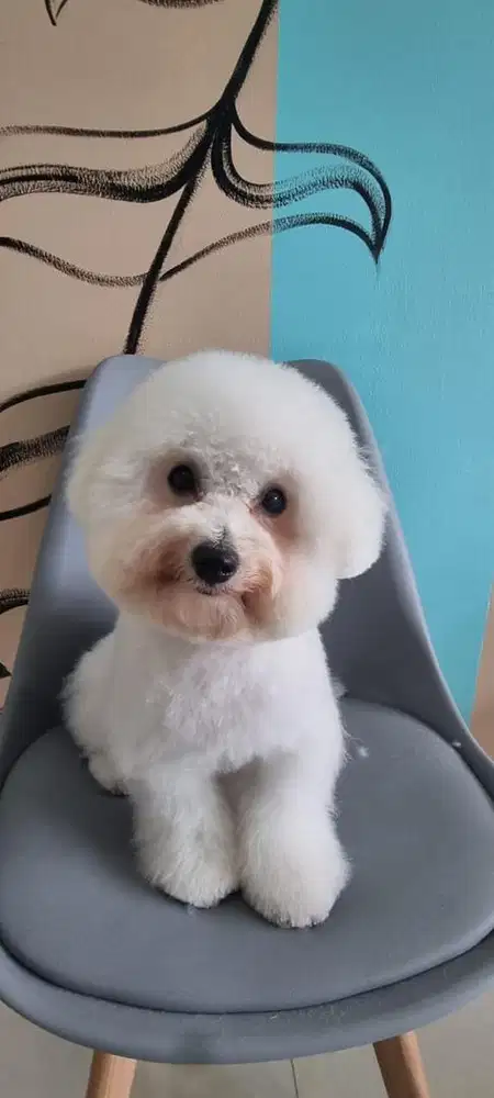 Groomer anjing dan kucing berpengalaman