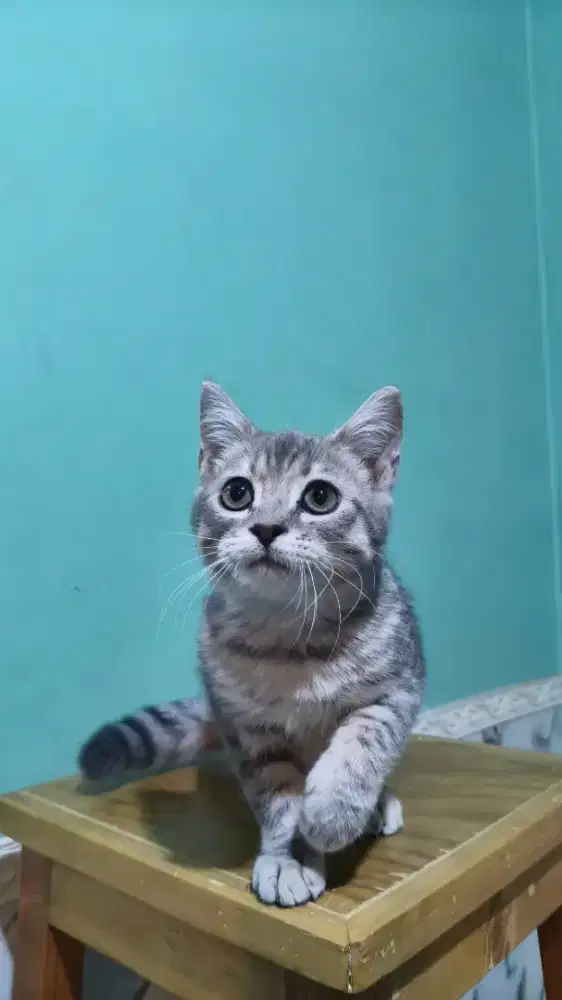 Kitten Kucing BSH X Scottish Fold